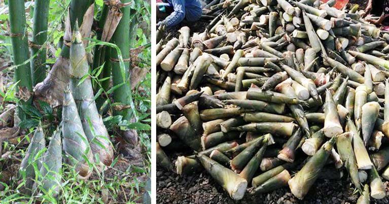 ស្វែងយល់​ពី​ទំពាំង​ផ្អែម​ដែល​ដាំ​ដុះ​ក្នុងស្រុក​មាន​អាយុកាល ២០​ឆ្នាំ